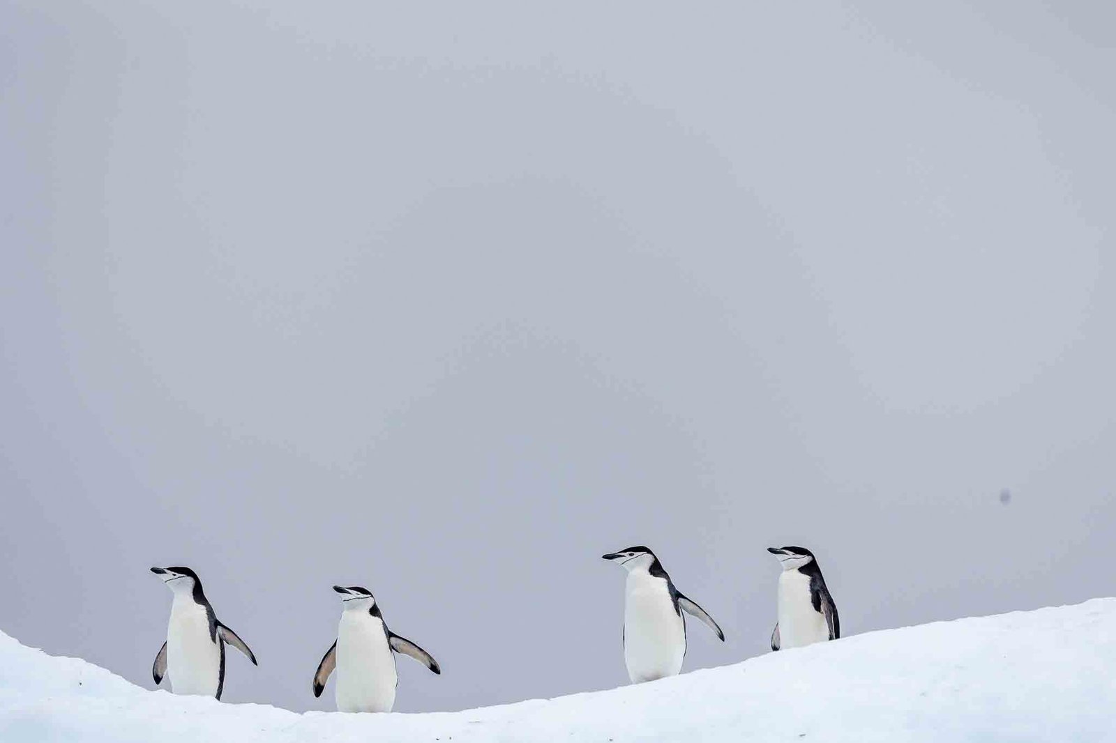 Chinstraps in the snow