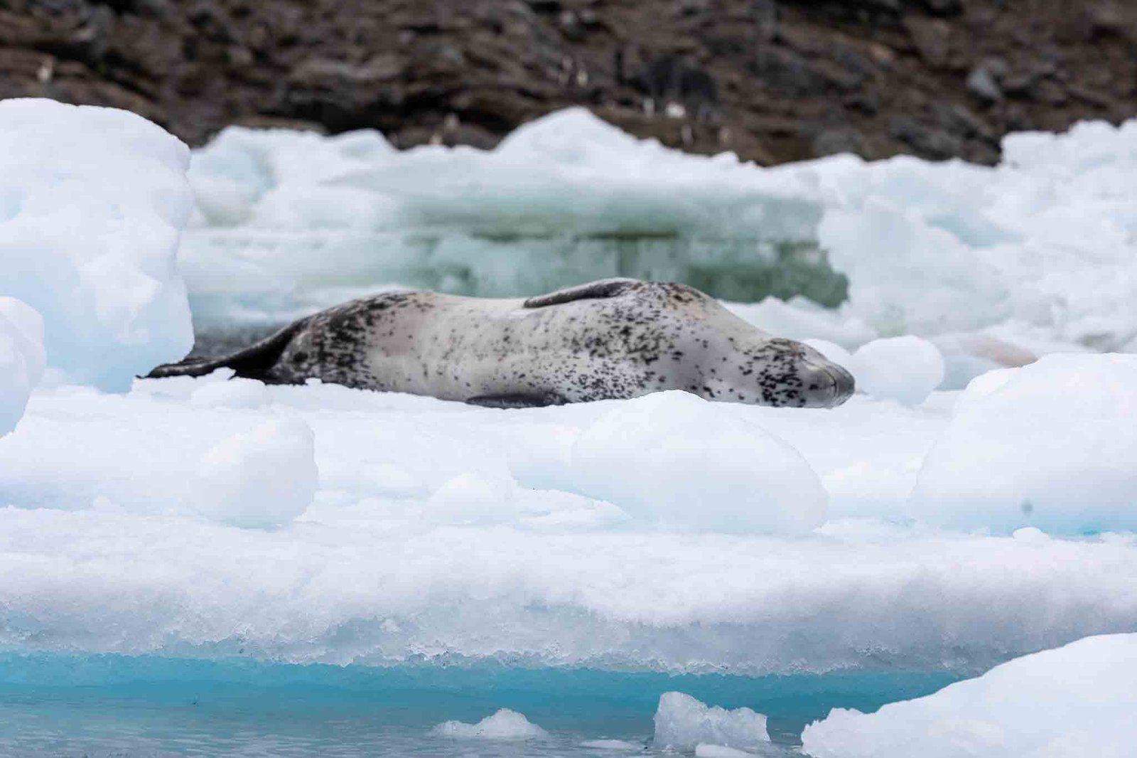 Leopard Seal hauled out on some ice