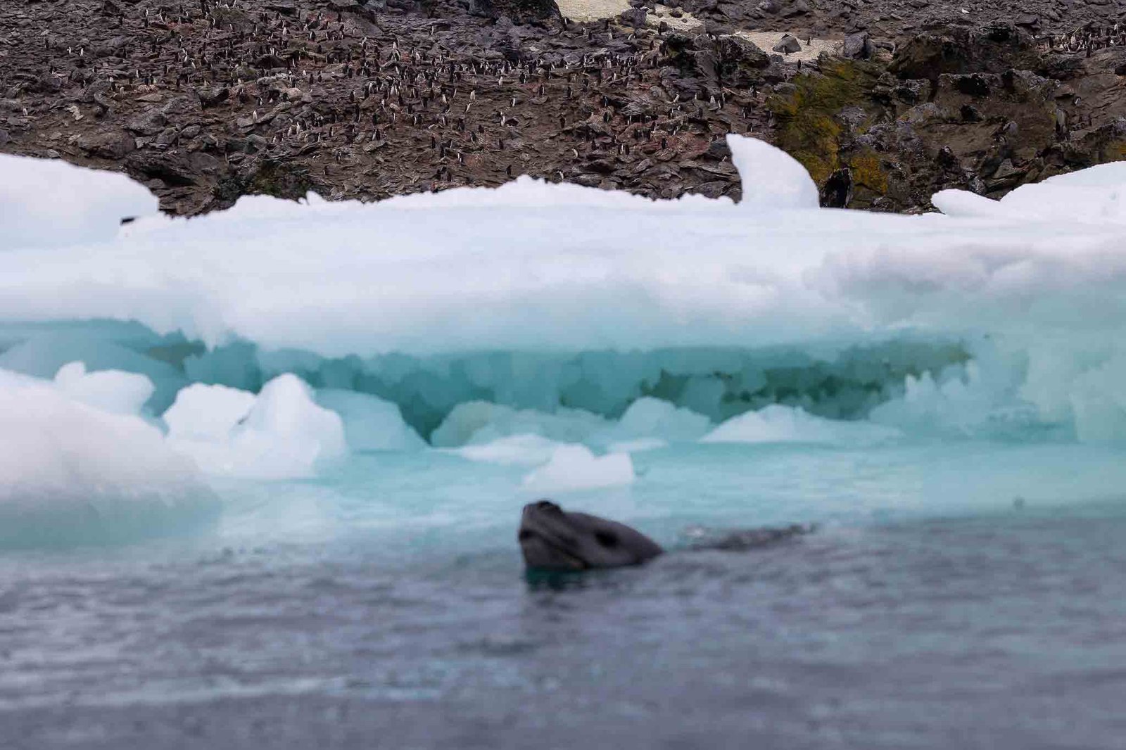 Leopard seal in the water