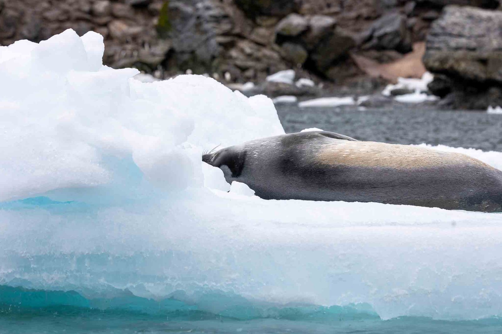 Weddell Seal