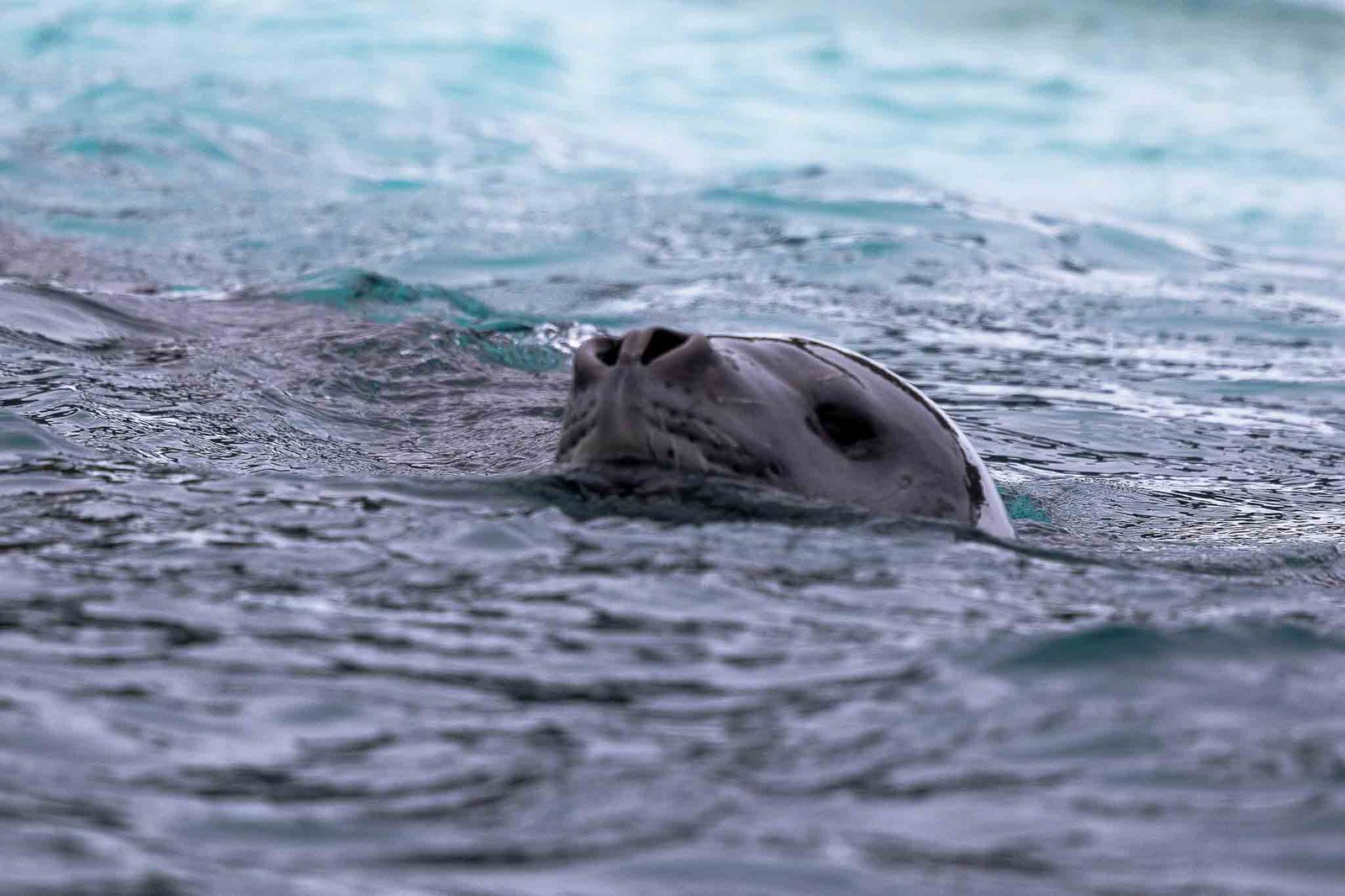 Leopard Seal who killed the Penguin