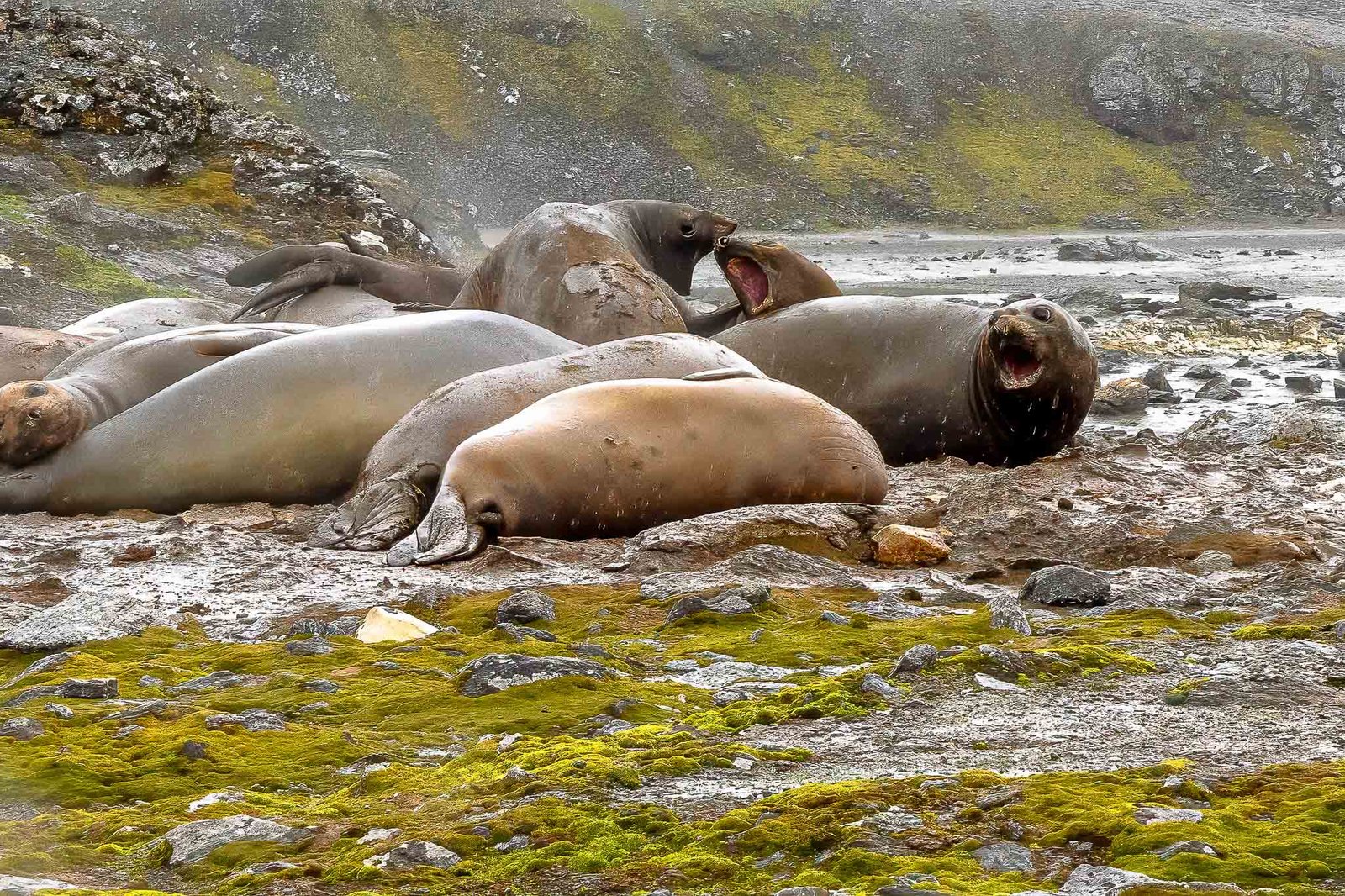 Female or Juvenile Elephant seals on Signy Island