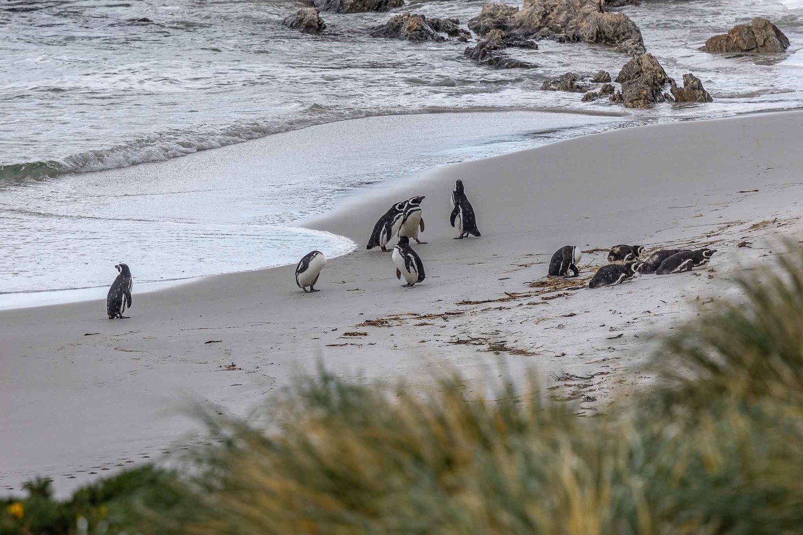 Magellanic Penguins at Gypsy Cove