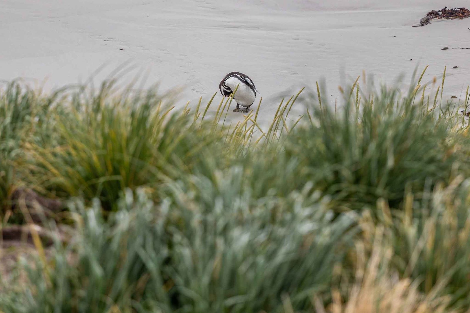 Magellanic Penguins at Gypsy Cove
