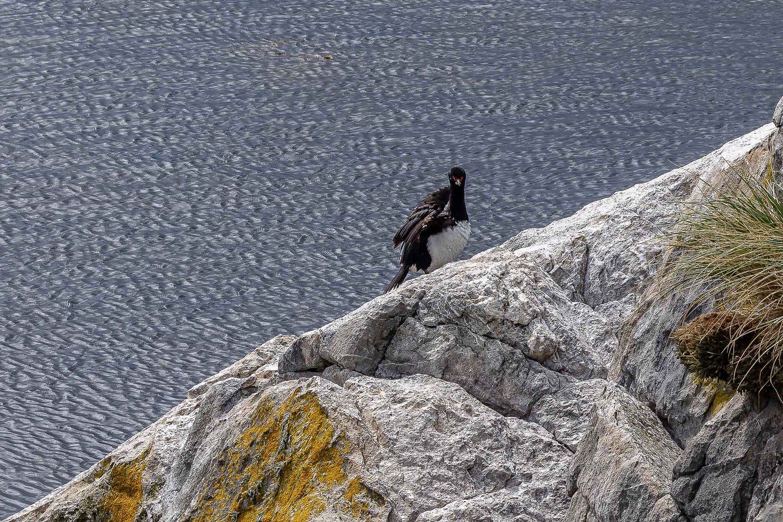 Cormorant at Gypsy Cove