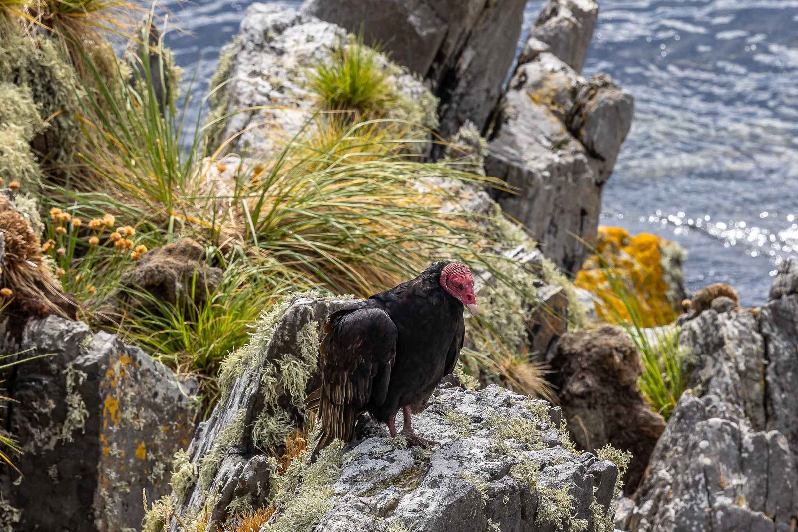 Turkey Vulture at Gypsy Cove