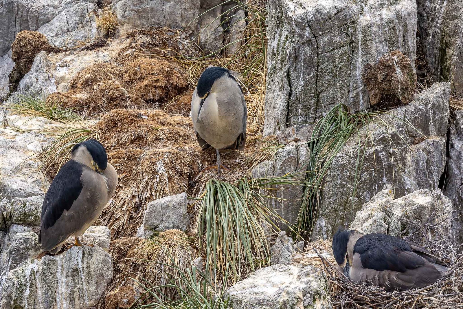 Black Crowned Night Herons at Gypsy Cove
