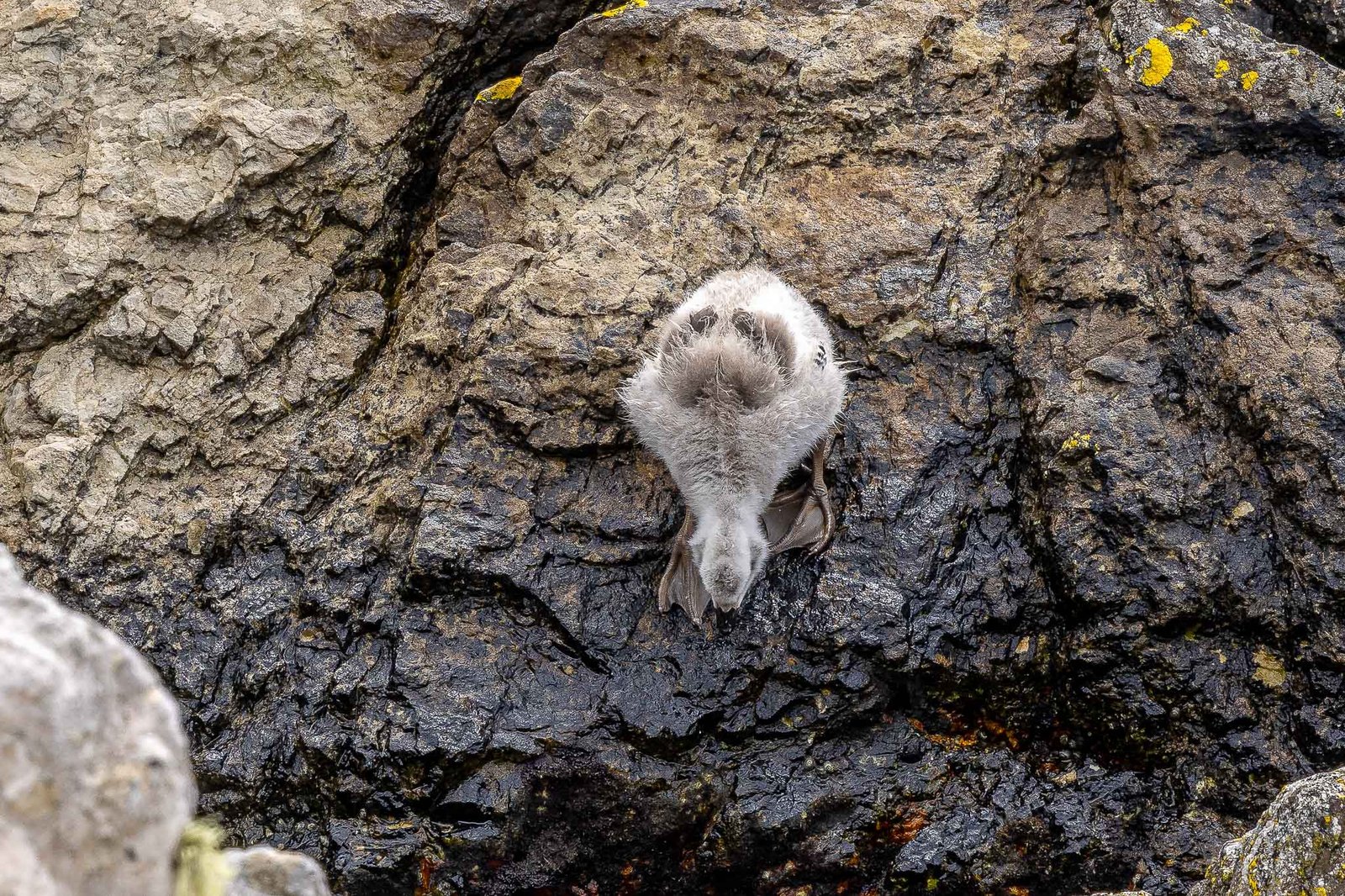 Upland Geese Chick at at Gypsy Cove
