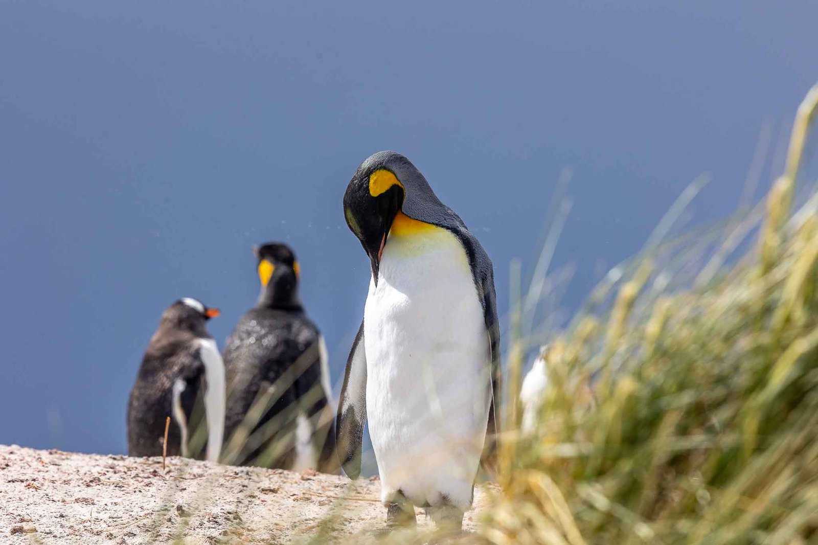 King Penguin at Yorke Bay