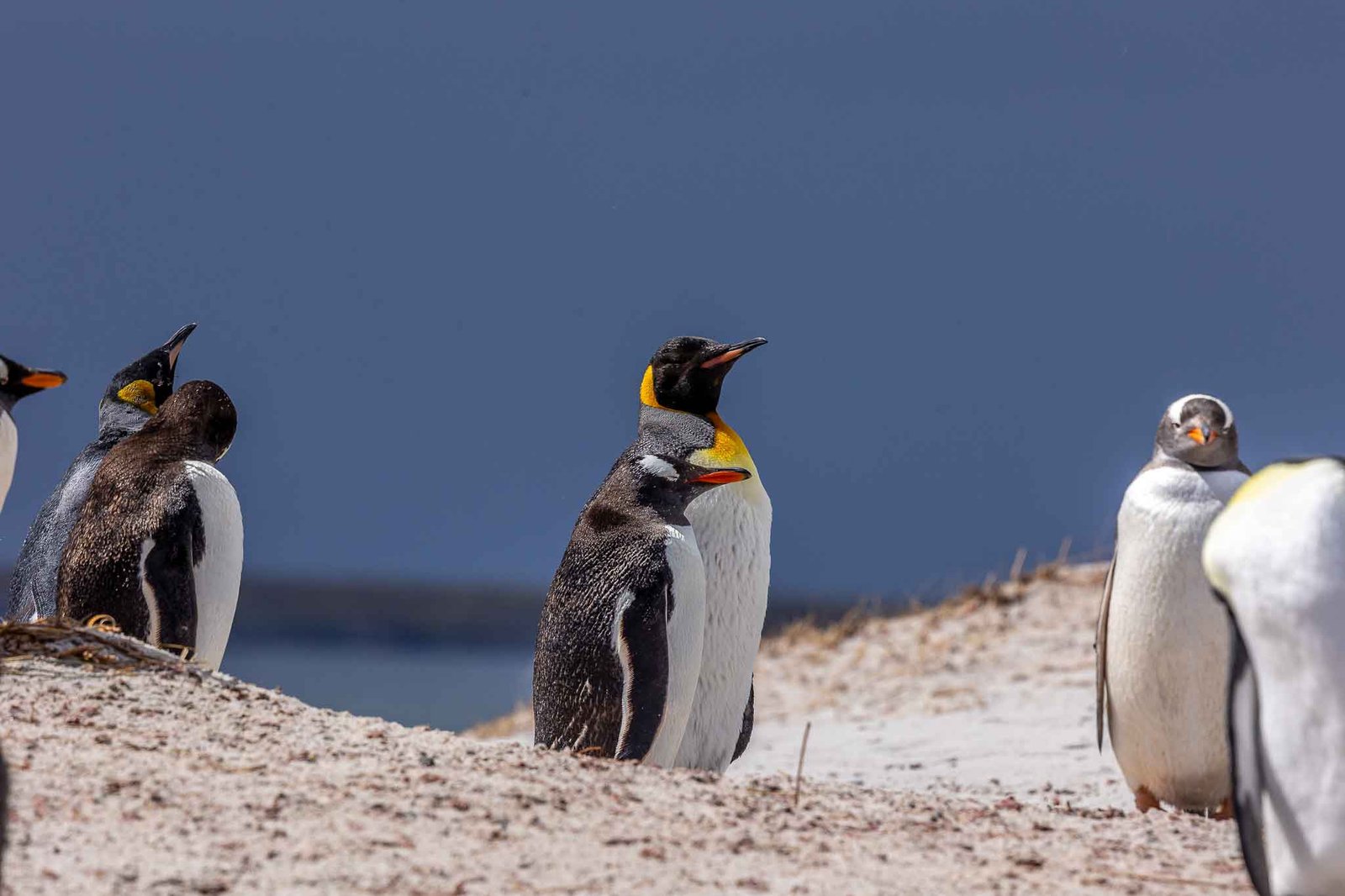King Penguins and Gentoo Penguins at Yorke Bay