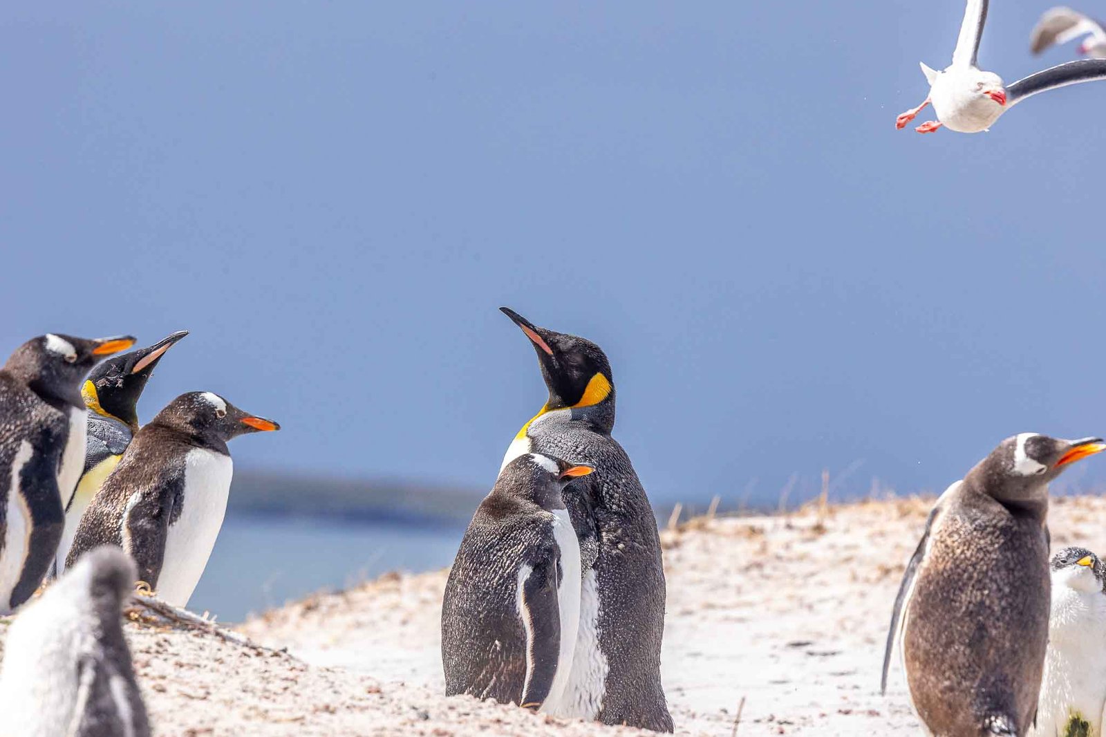 King Penguins and Gentoo Penguins at Yorke Bay