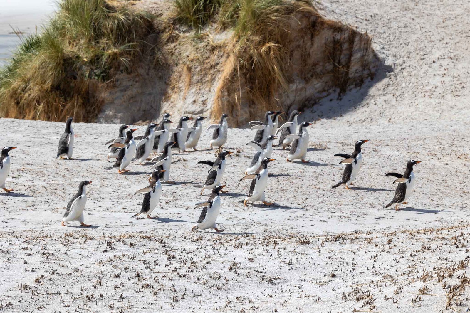 Gentoo Penguins running from the fighter jets