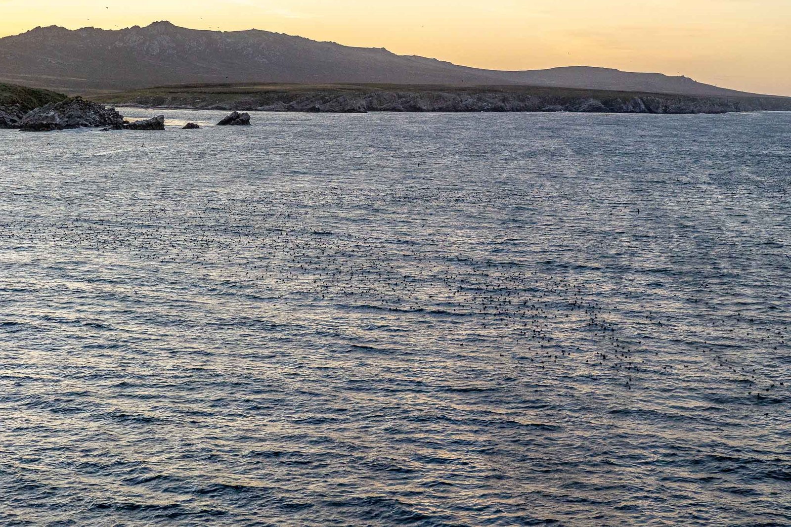 Tens of thousands of Sooty Shearwaters massing on the water waiting for sunset