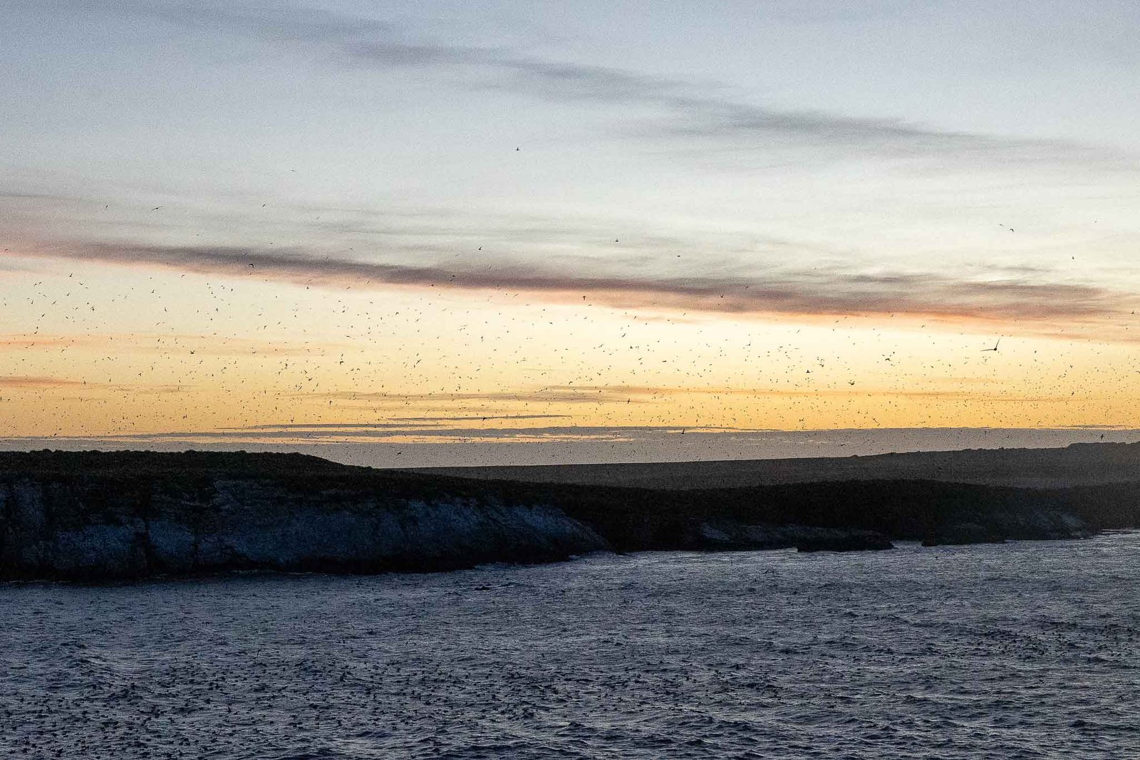 Sooty Shearwaters flying back to their burrows at last light.