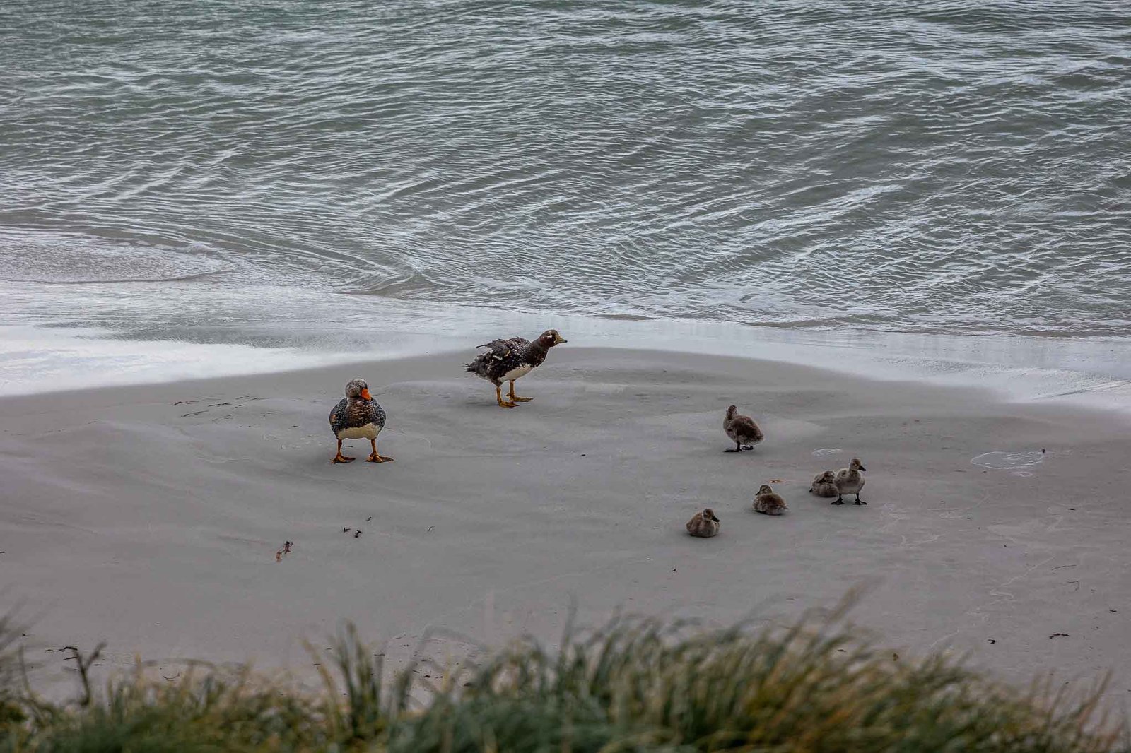 Upland Geese with chicks
