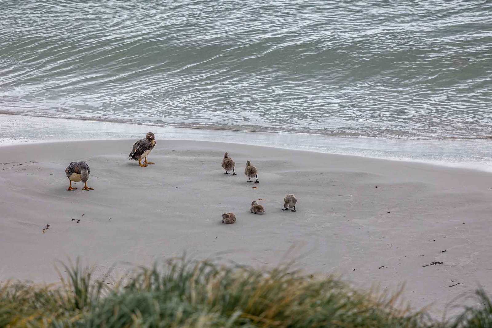 Upland Geese with chicks