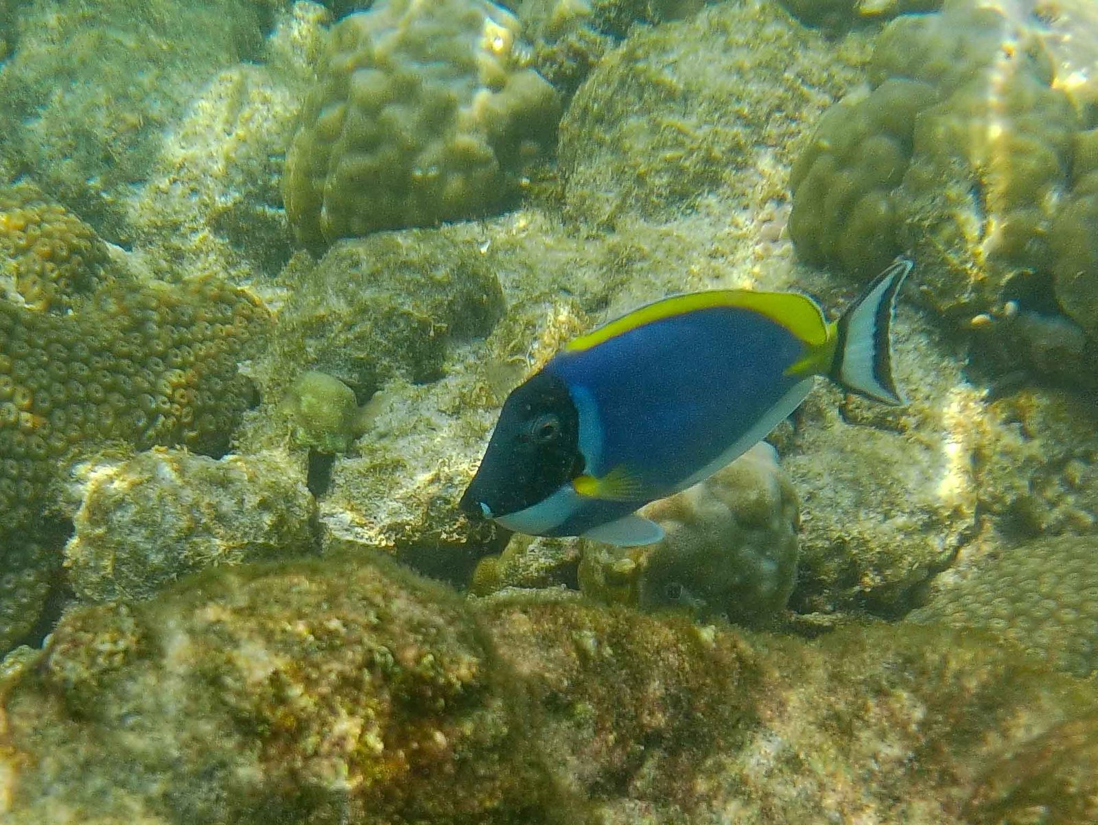Photos from our snorkel