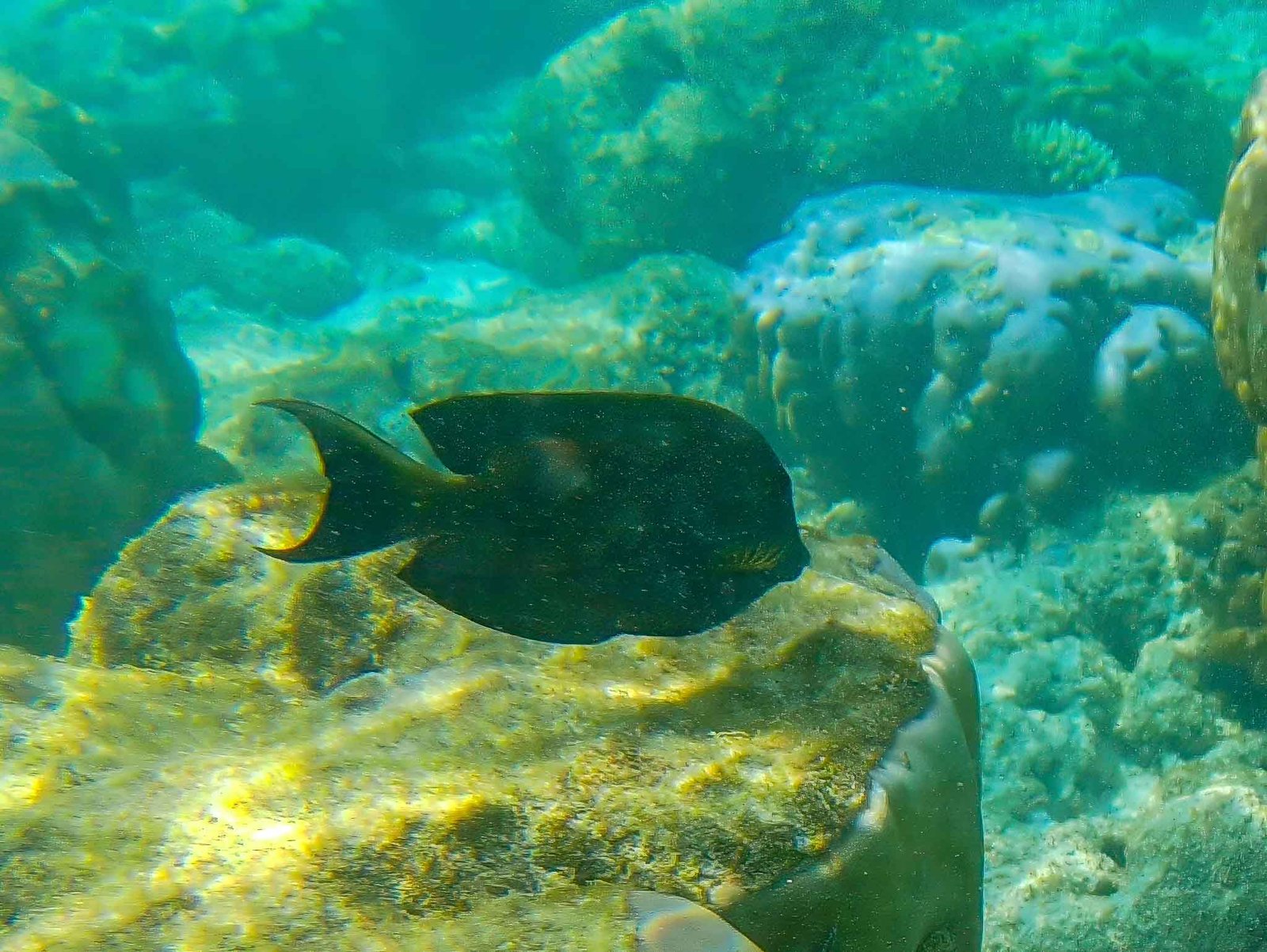 Photos from our snorkel
