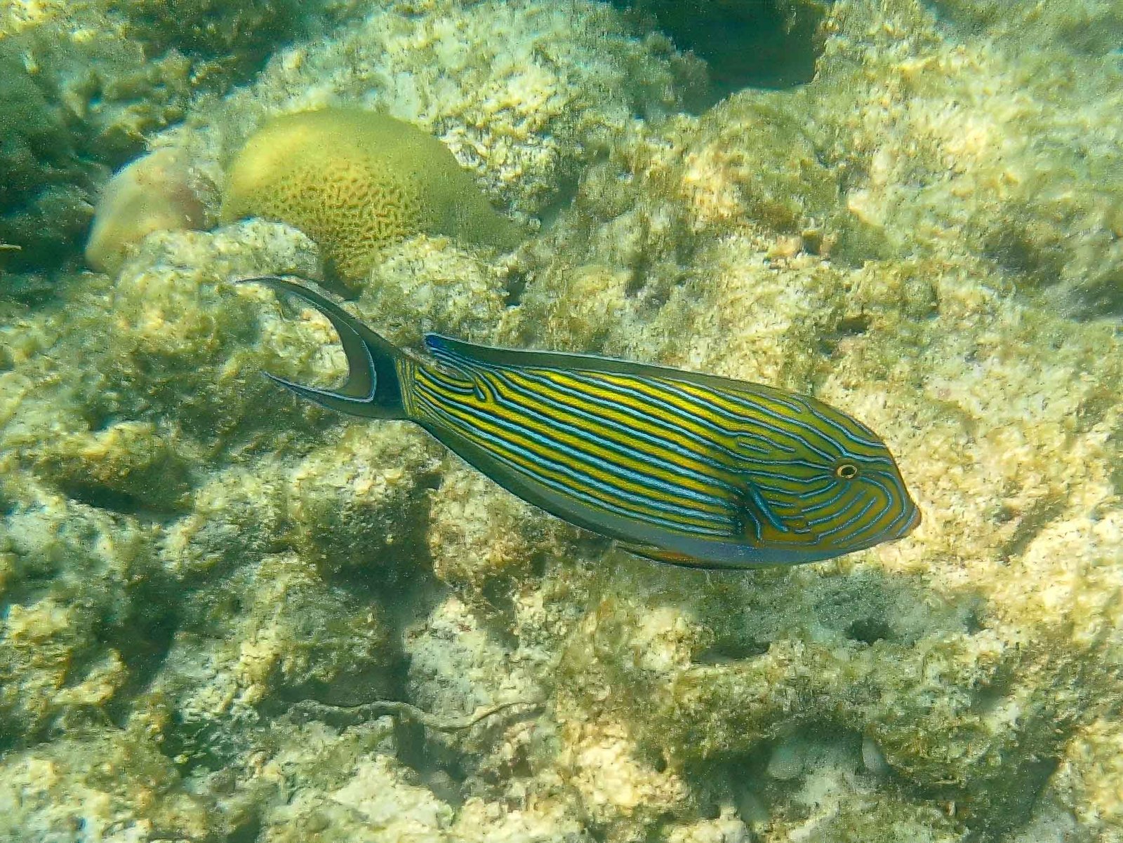 Photos from our snorkel