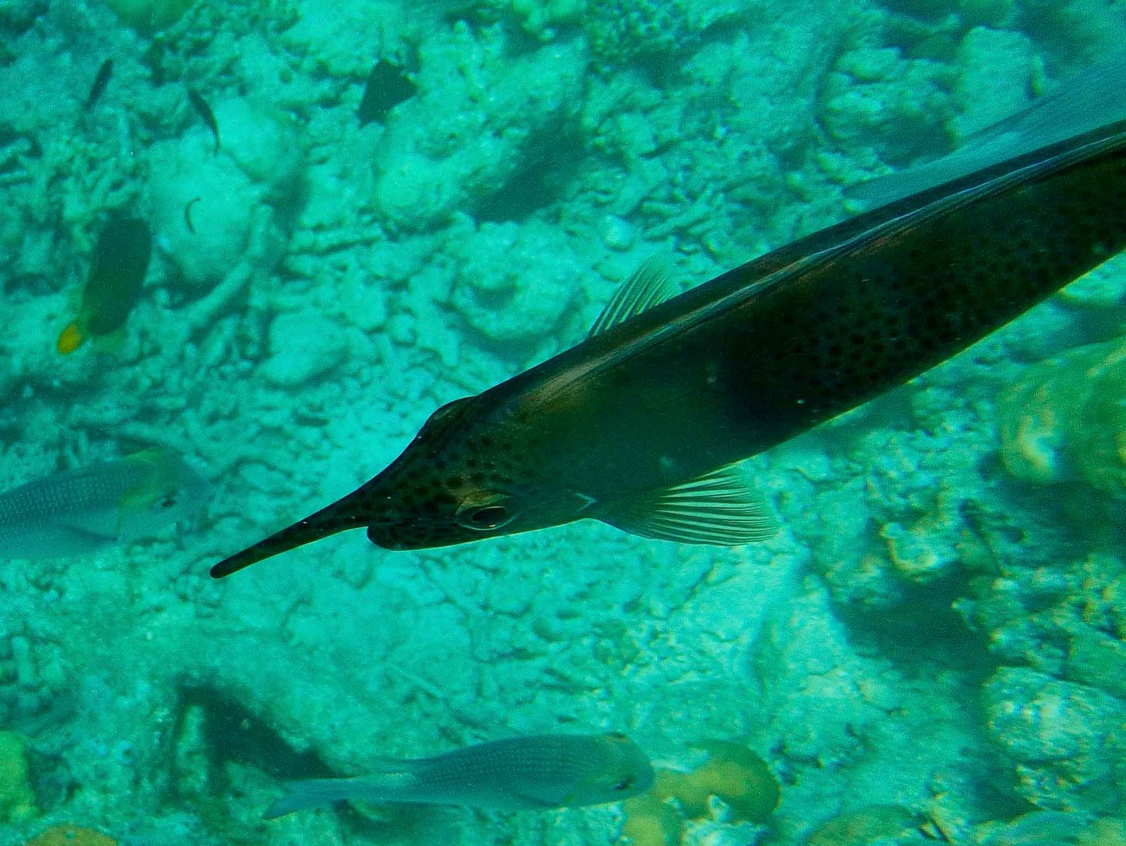 Photos from our snorkel