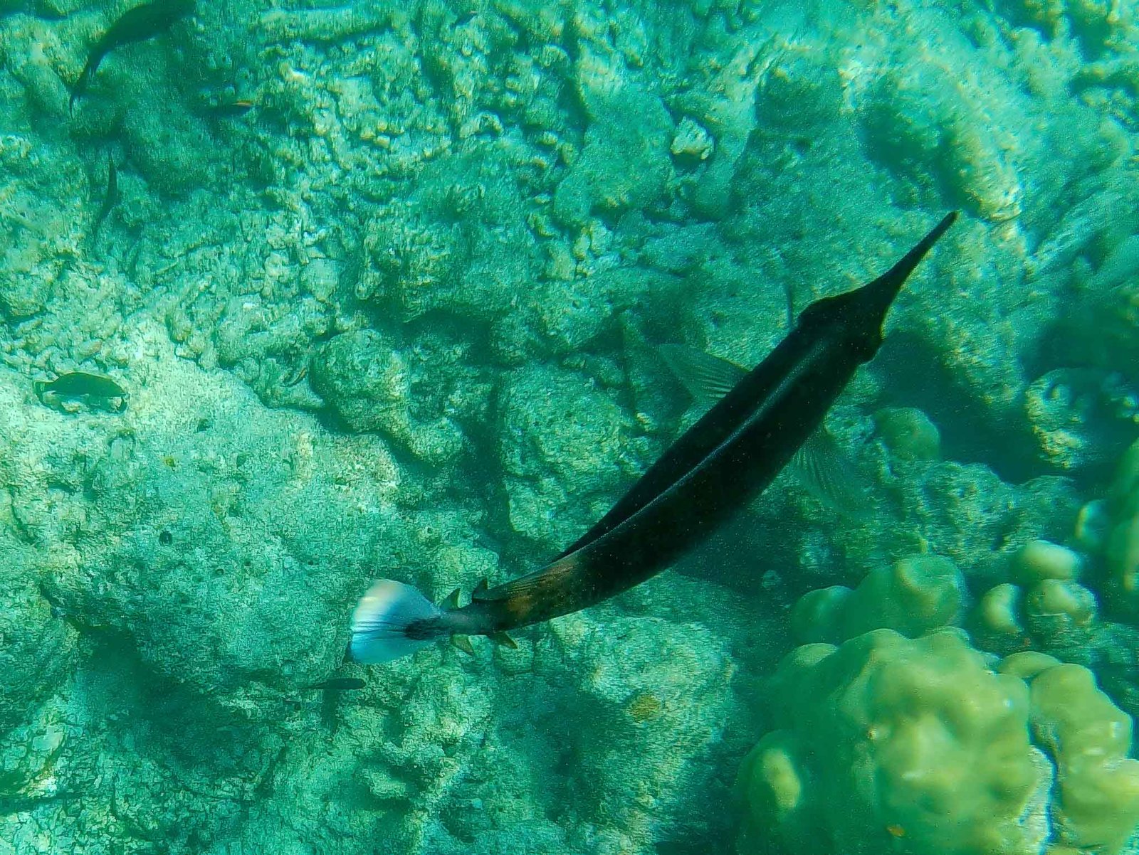 Photos from our snorkel