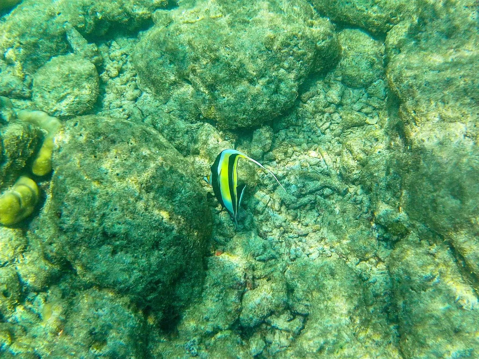 Photos from our snorkel