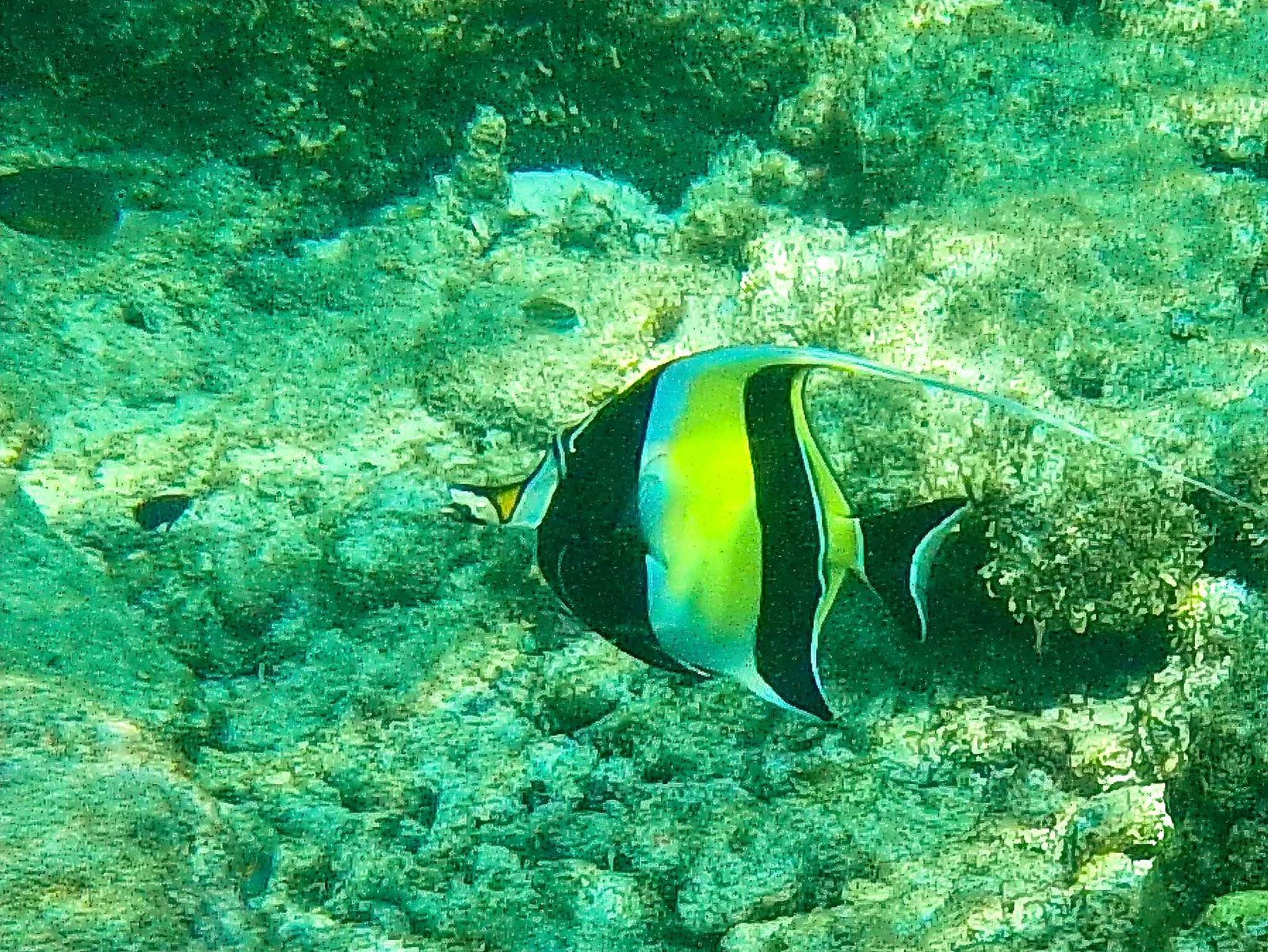 Photos from our snorkel