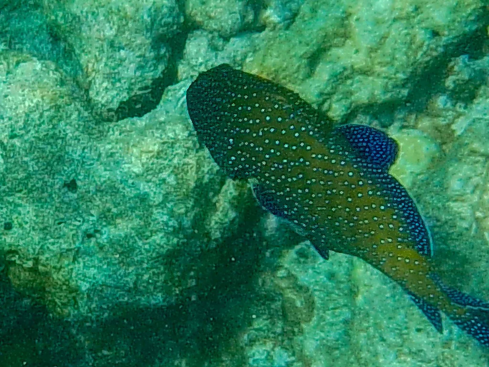Photos from our snorkel