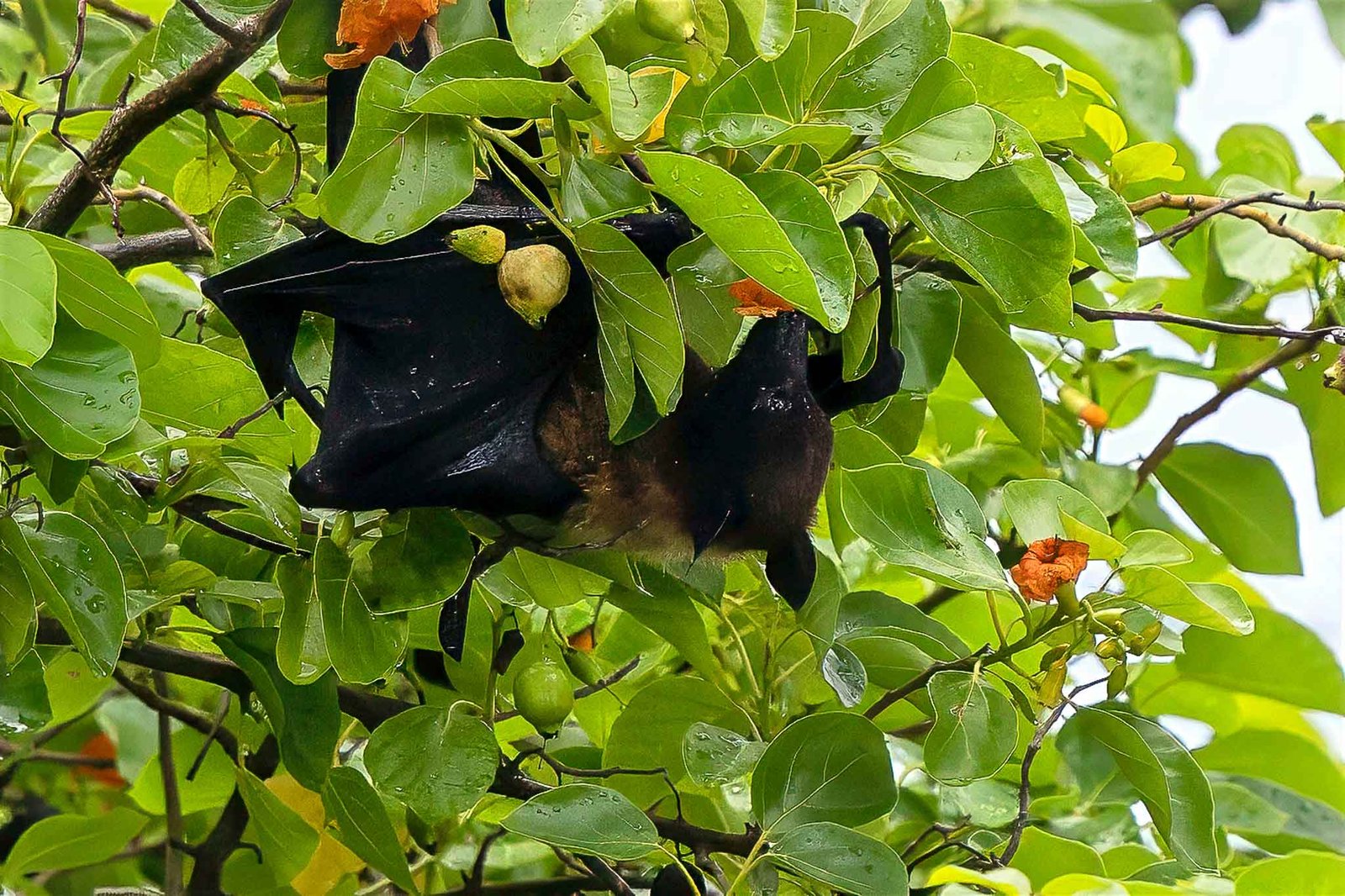 Fruit Bat