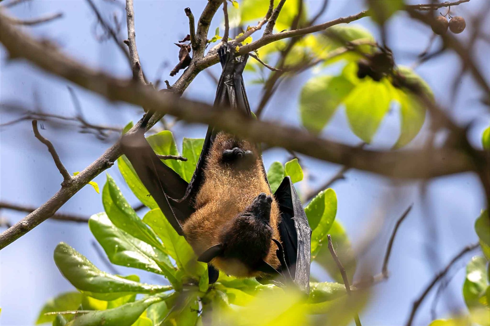 Fruit bat