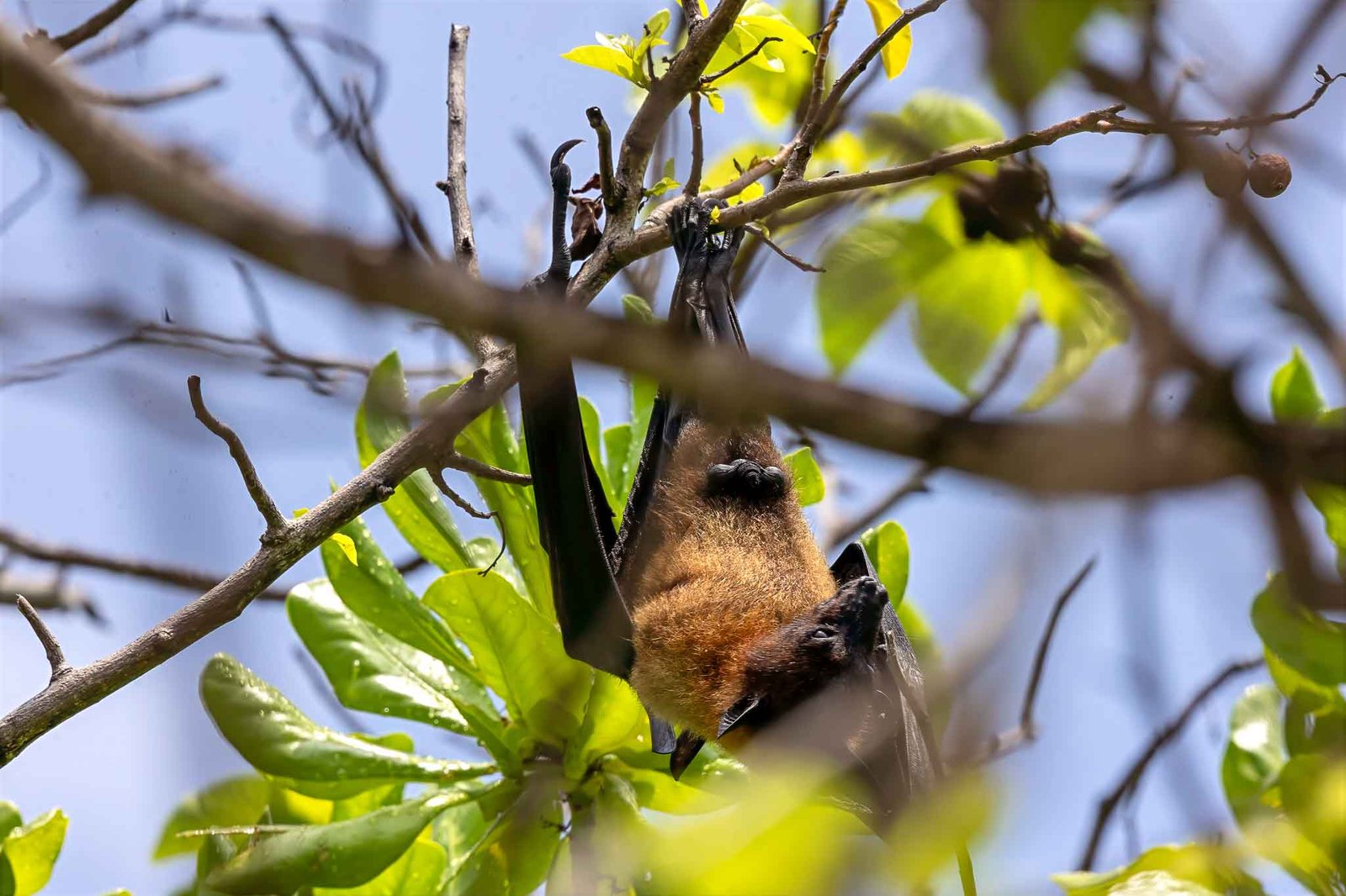 Fruit bat