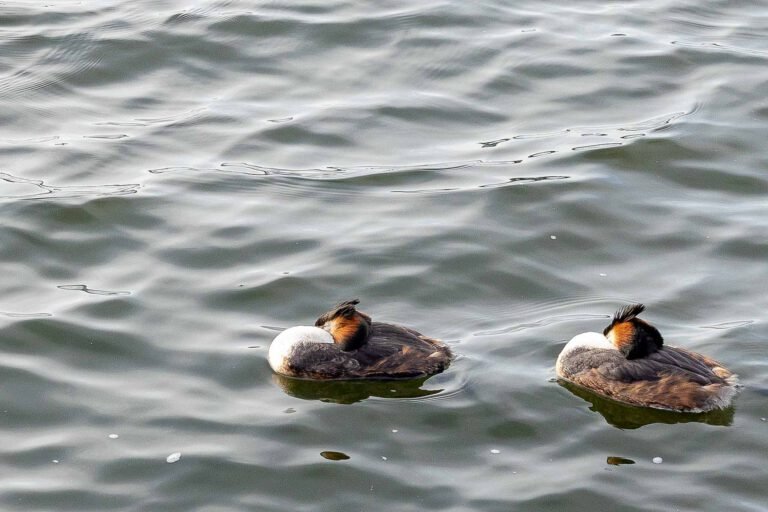 Grebes in the water near the Movenpick hotel where we stayed in Amsterdam