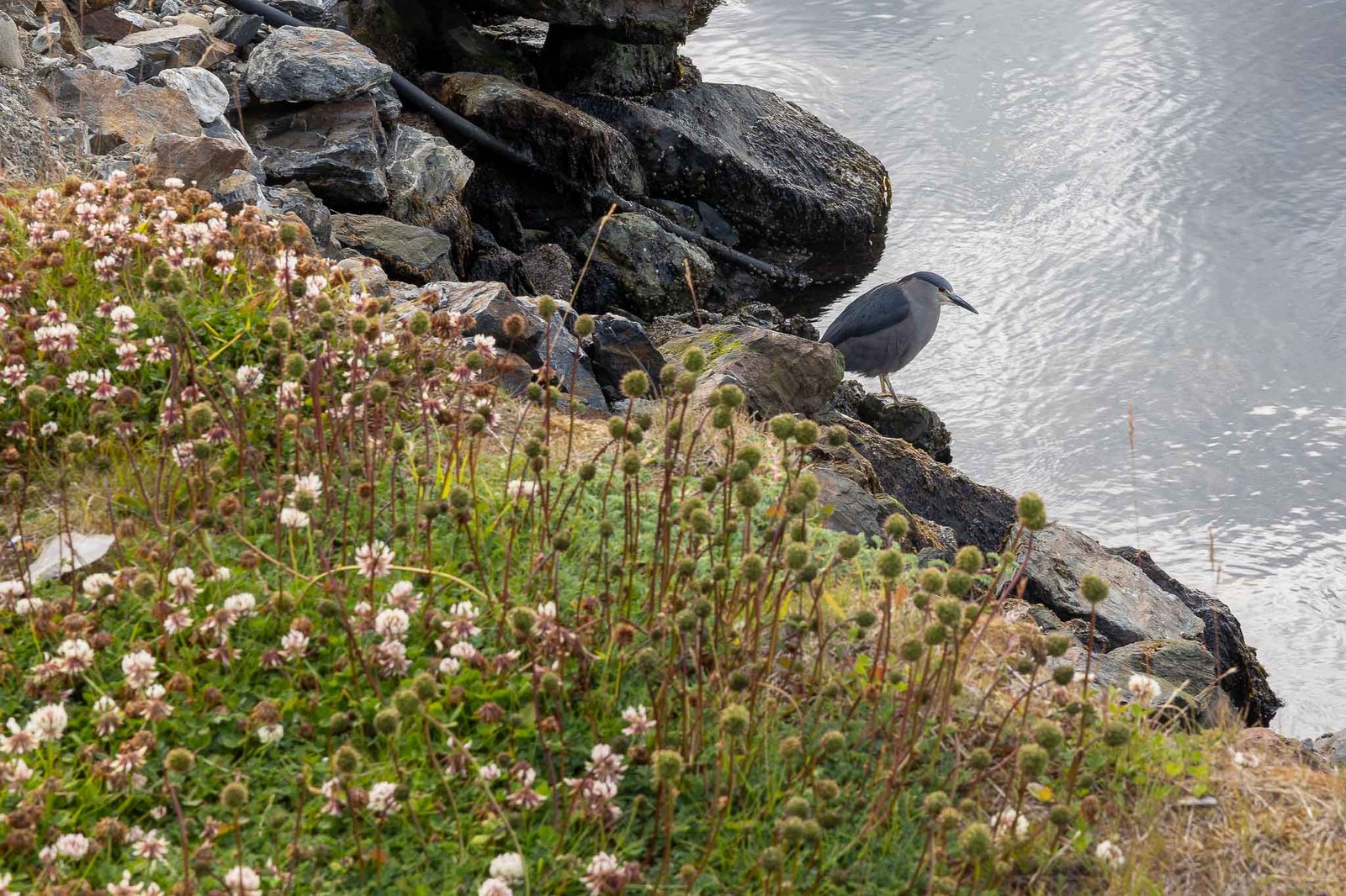 Black crowned night heron
