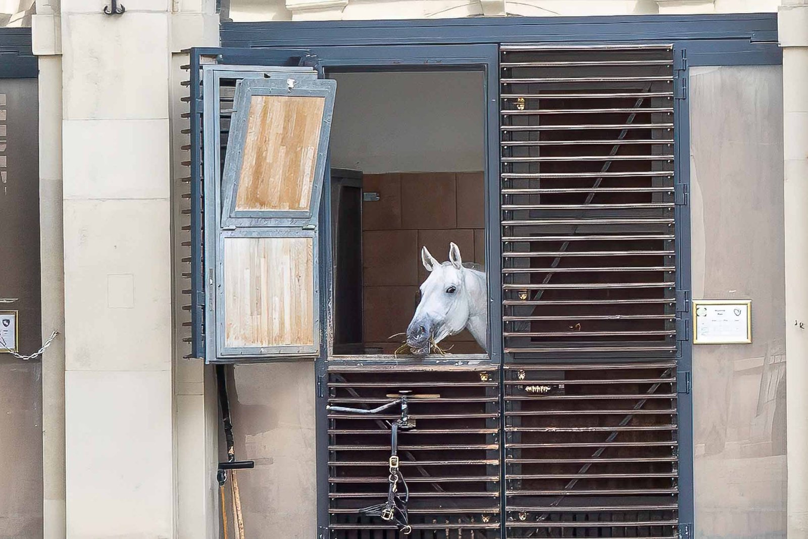 Lipizzaner stallions in their stables