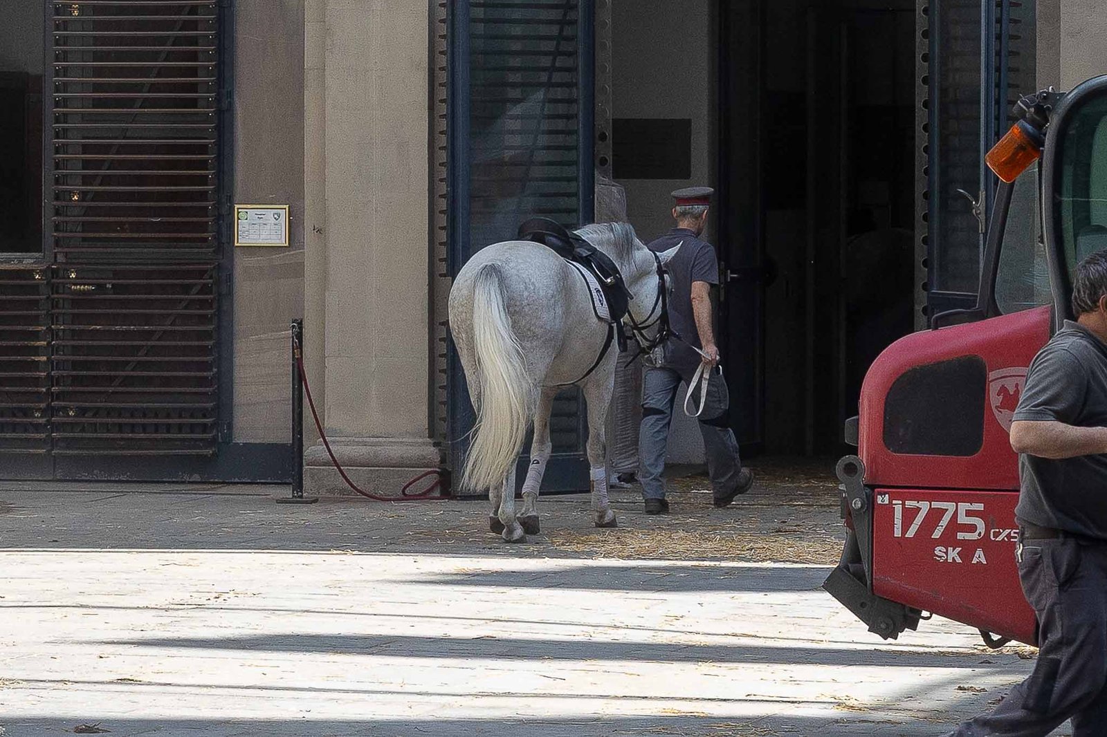 Lippizaner Stallion