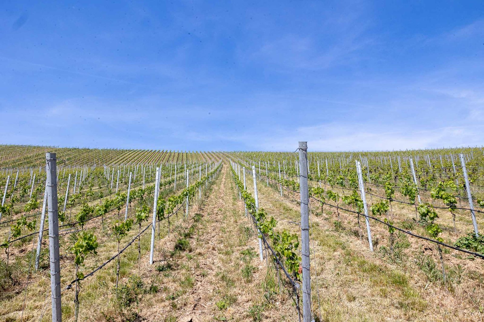 Vineyards outside of Volkach