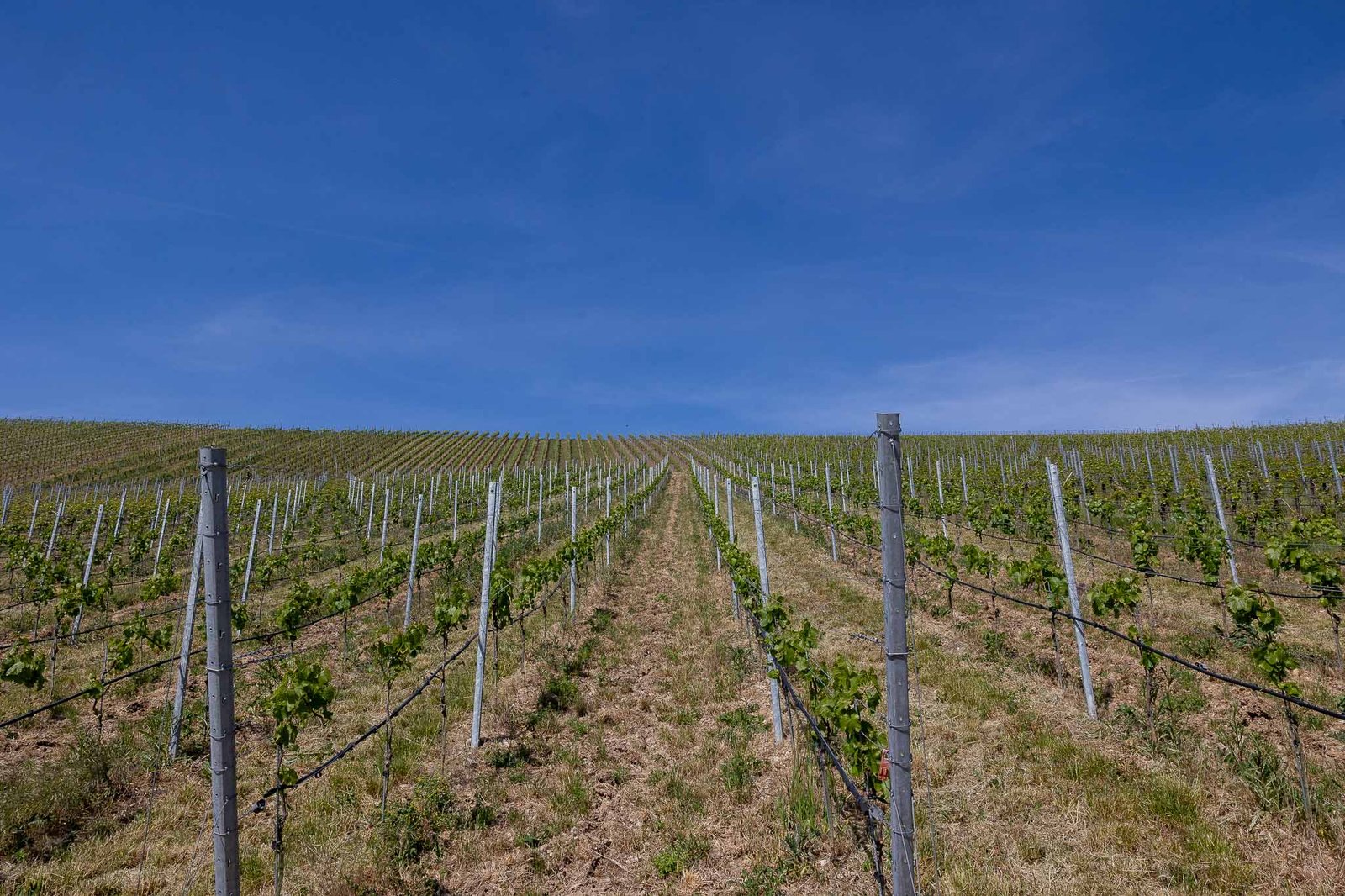 Vineyards outside of Volkach