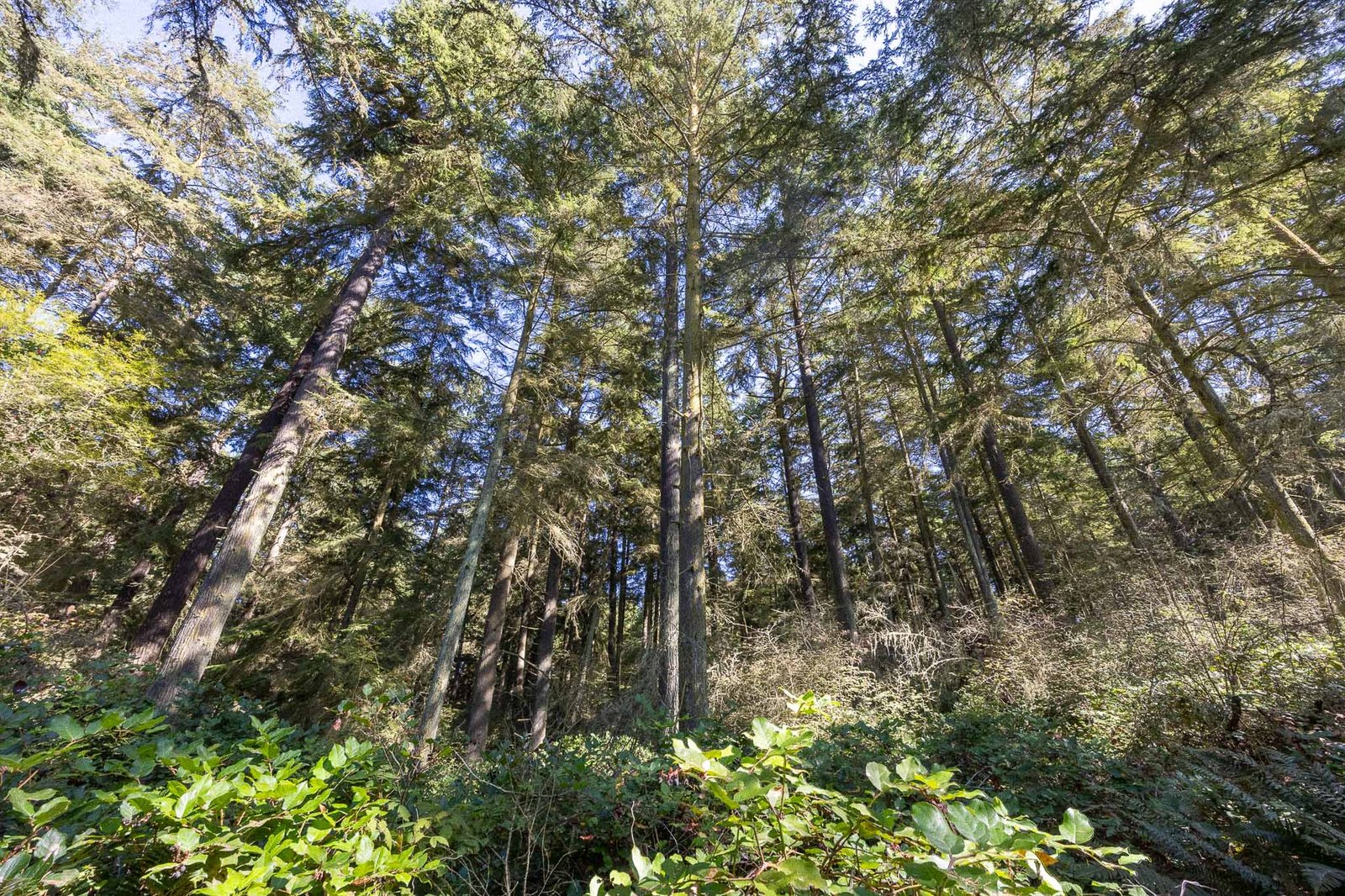 Views from the Bluff Trail in Fort Ebey